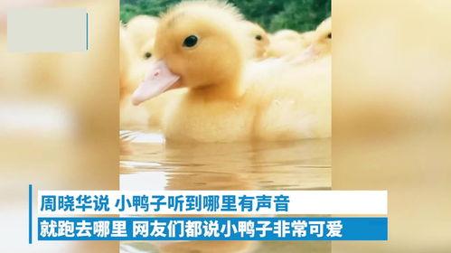 小黄鸭视频免费国产